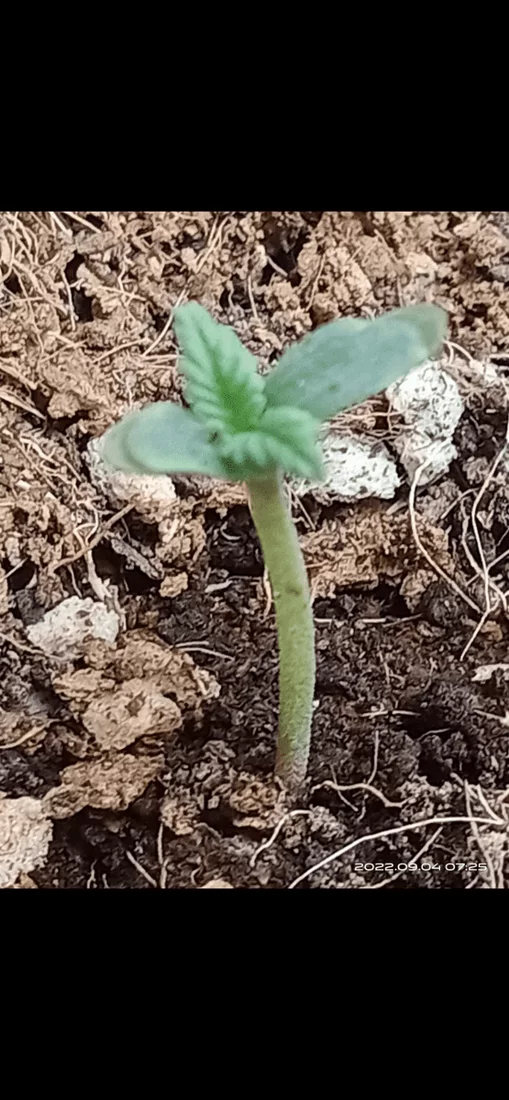 Help please slow growing seedlings