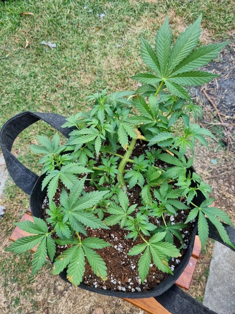 Help whats wrong with my plant