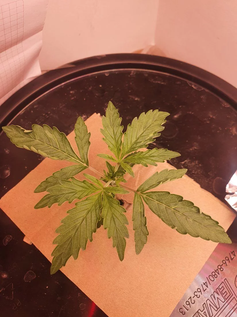 Help with first grow ever 2