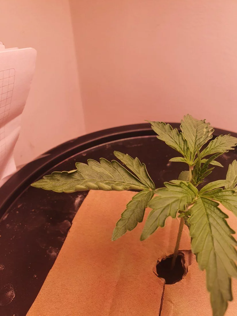 Help with first grow ever