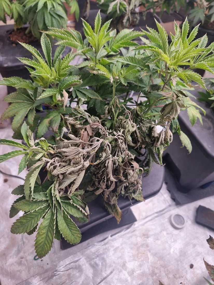 Help with hydroponic grown plants 2