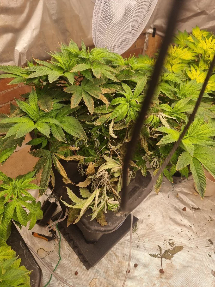 Help with hydroponic grown plants 3