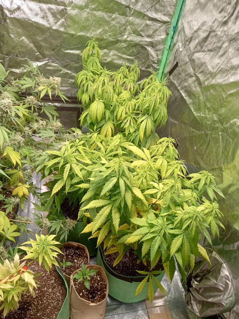 Help with organic grow yellowing leaves 3