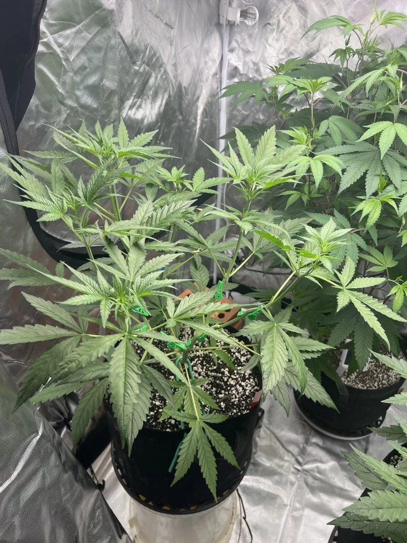 Help with taming massive clone before flower 2
