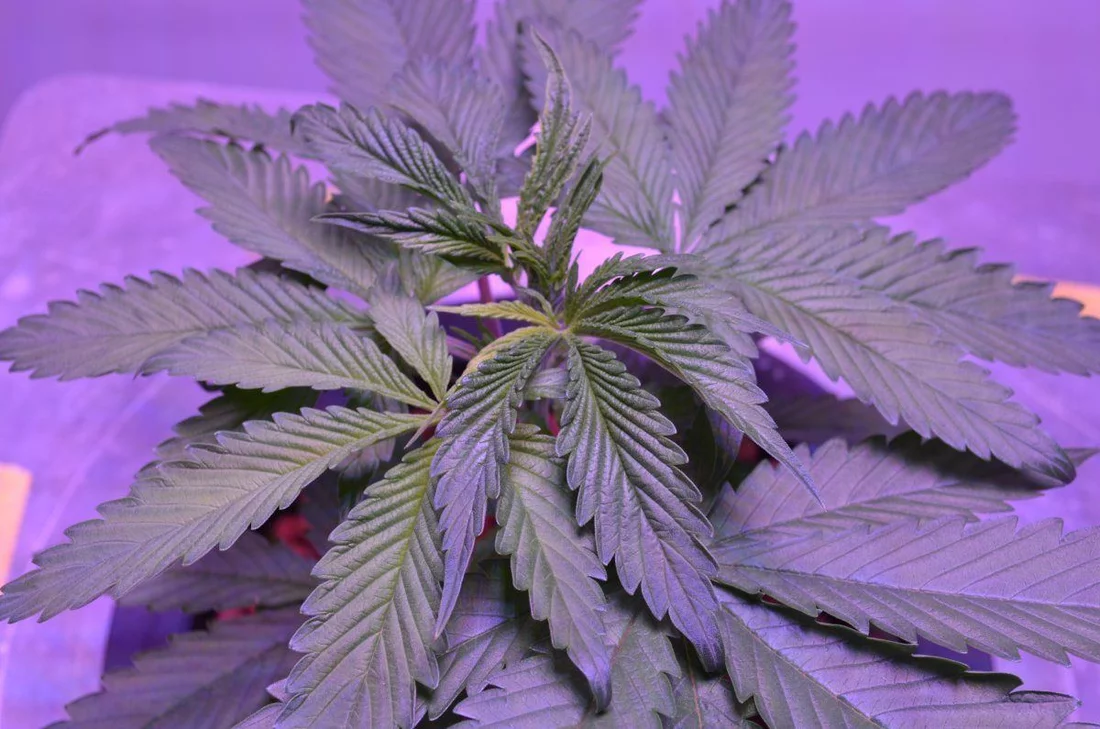 Hey what do you people think of this deficiency or am i good 3