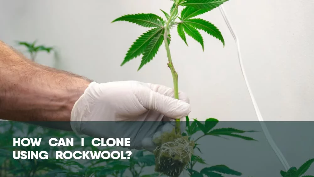 How can I clone weed using rockwool