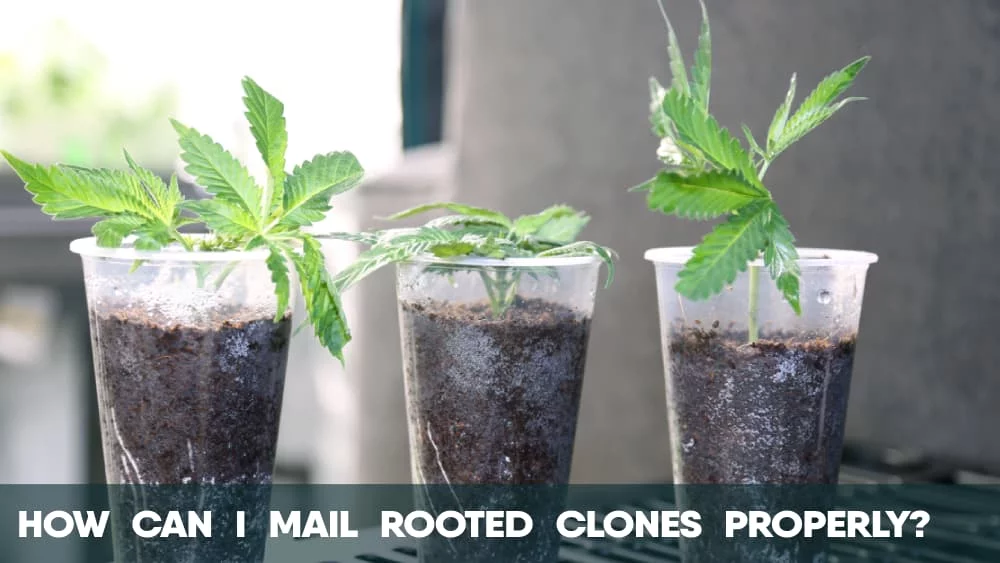 How can I mail ROOTED cannabis clones properly