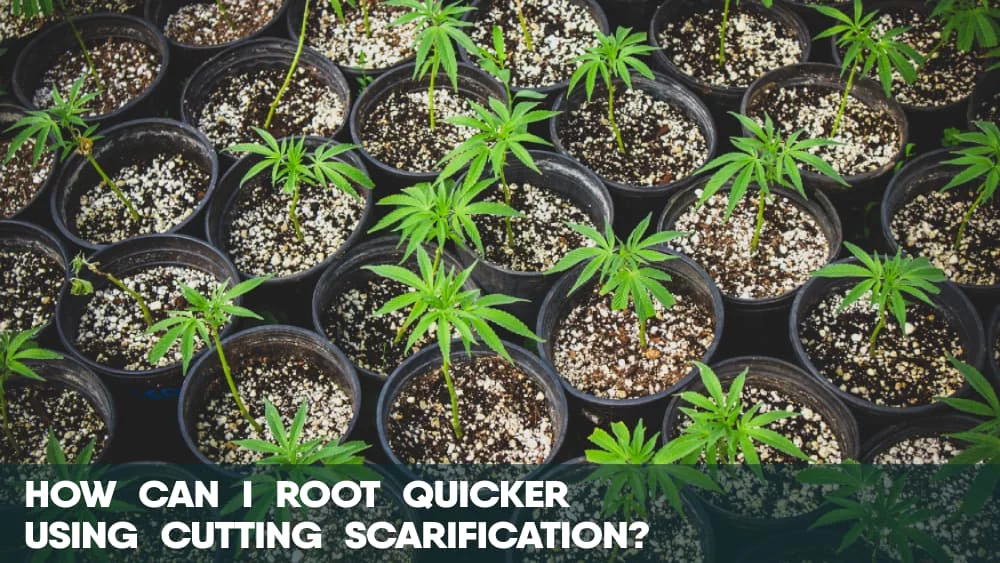 How can I root cannabis quicker using cutting scarification