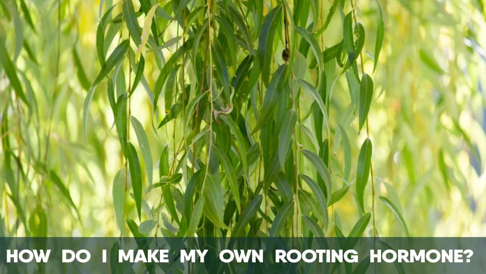 How do I make my own Cannabis Rooting hormone