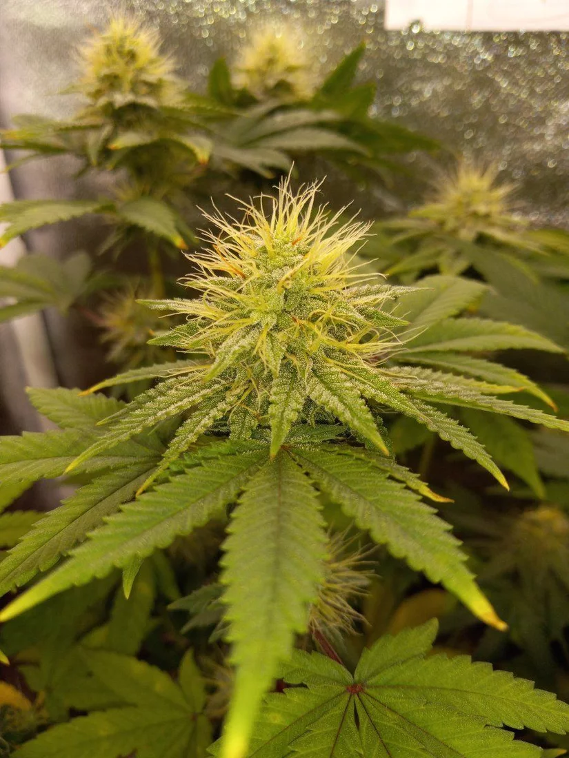 How do my plants look 8