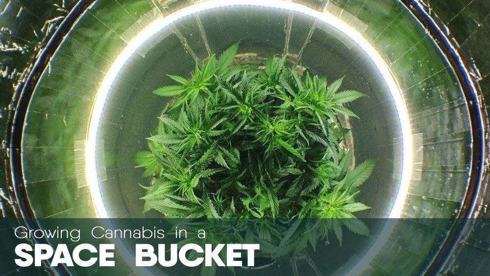 How to grow cannabis in a diy space bucket