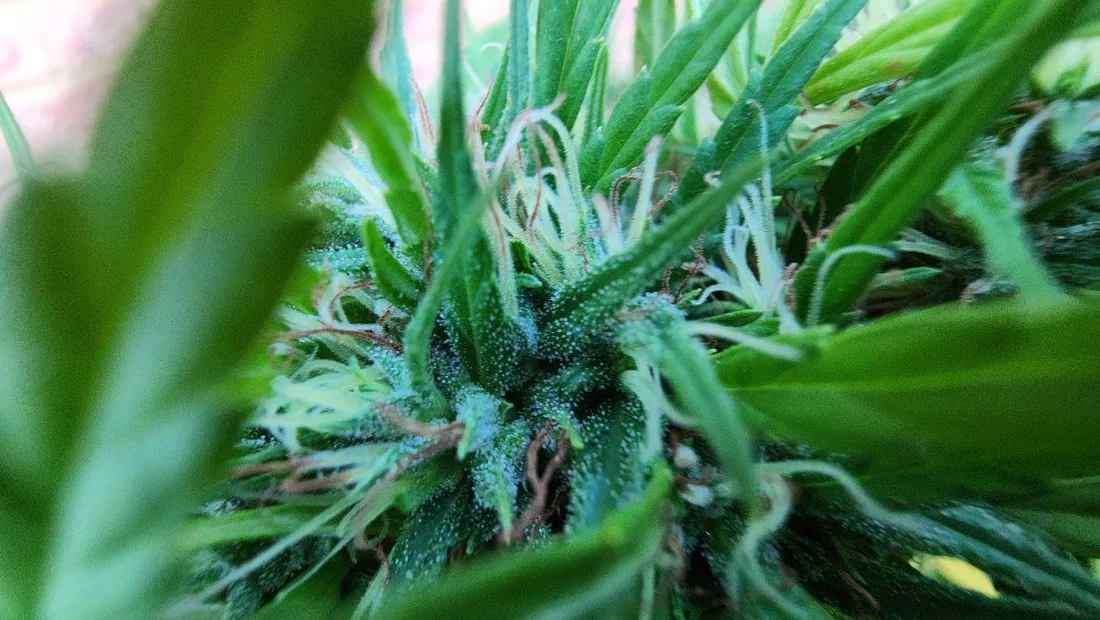 Hows my second crop looking 4