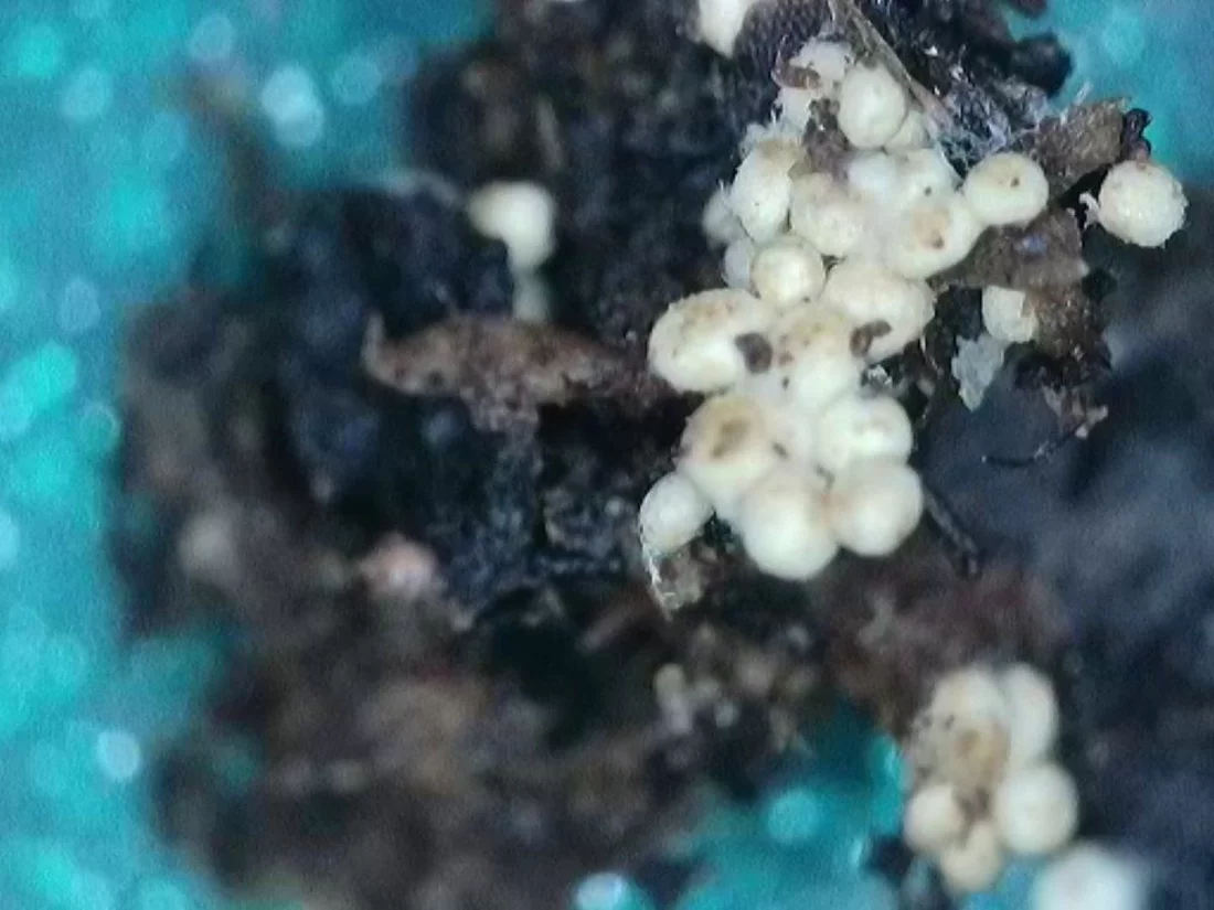I found these in an unopened bag of  happy frog  is it fungus or eggs 3