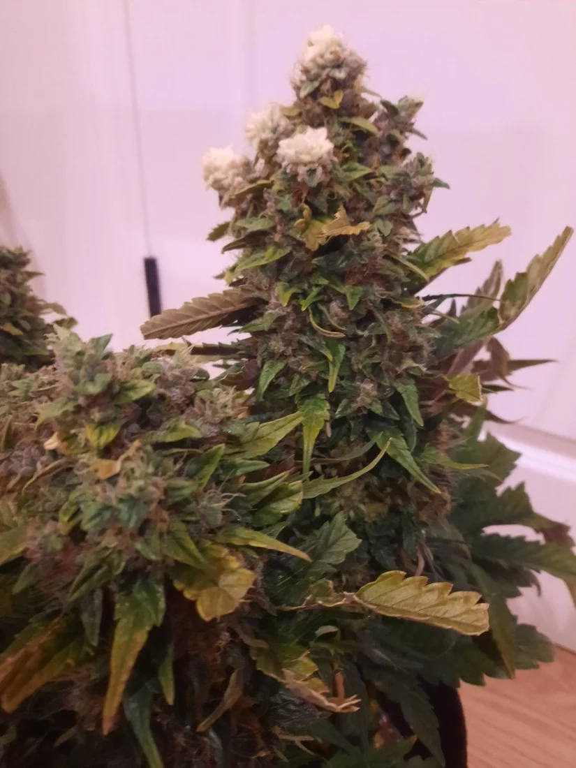 I have never seen white flowers on a cannabis plant 3