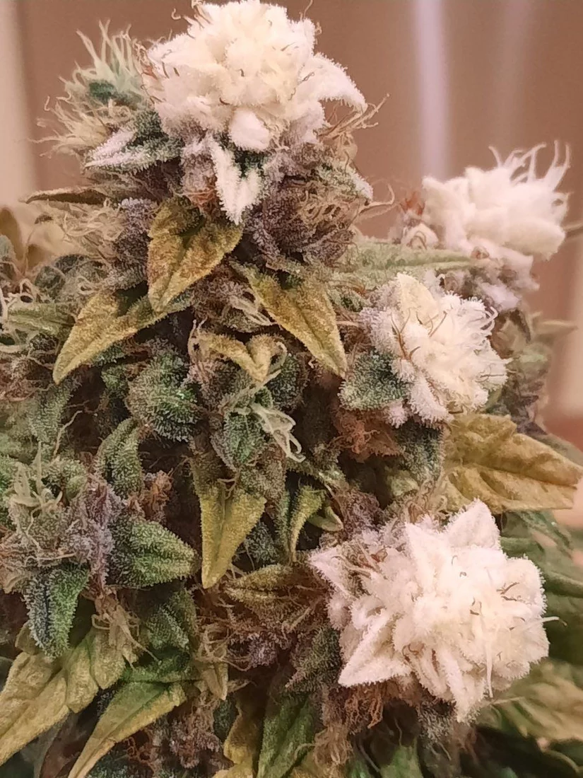 I have never seen white flowers on a cannabis plant