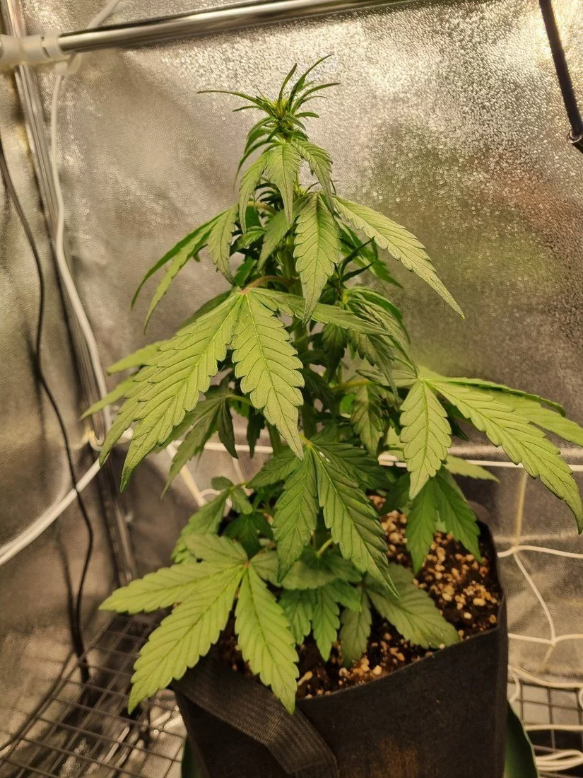 Im beginning to have screaming skull issues with this grow 6