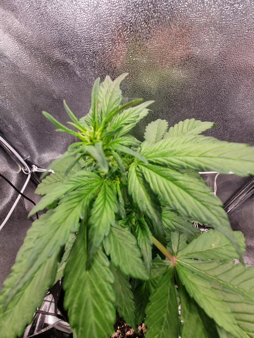 Im beginning to have screaming skull issues with this grow 7