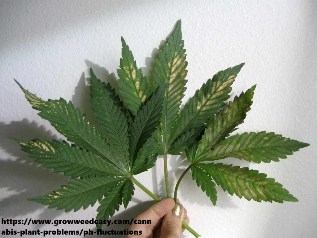 Incorrect ph cannabis