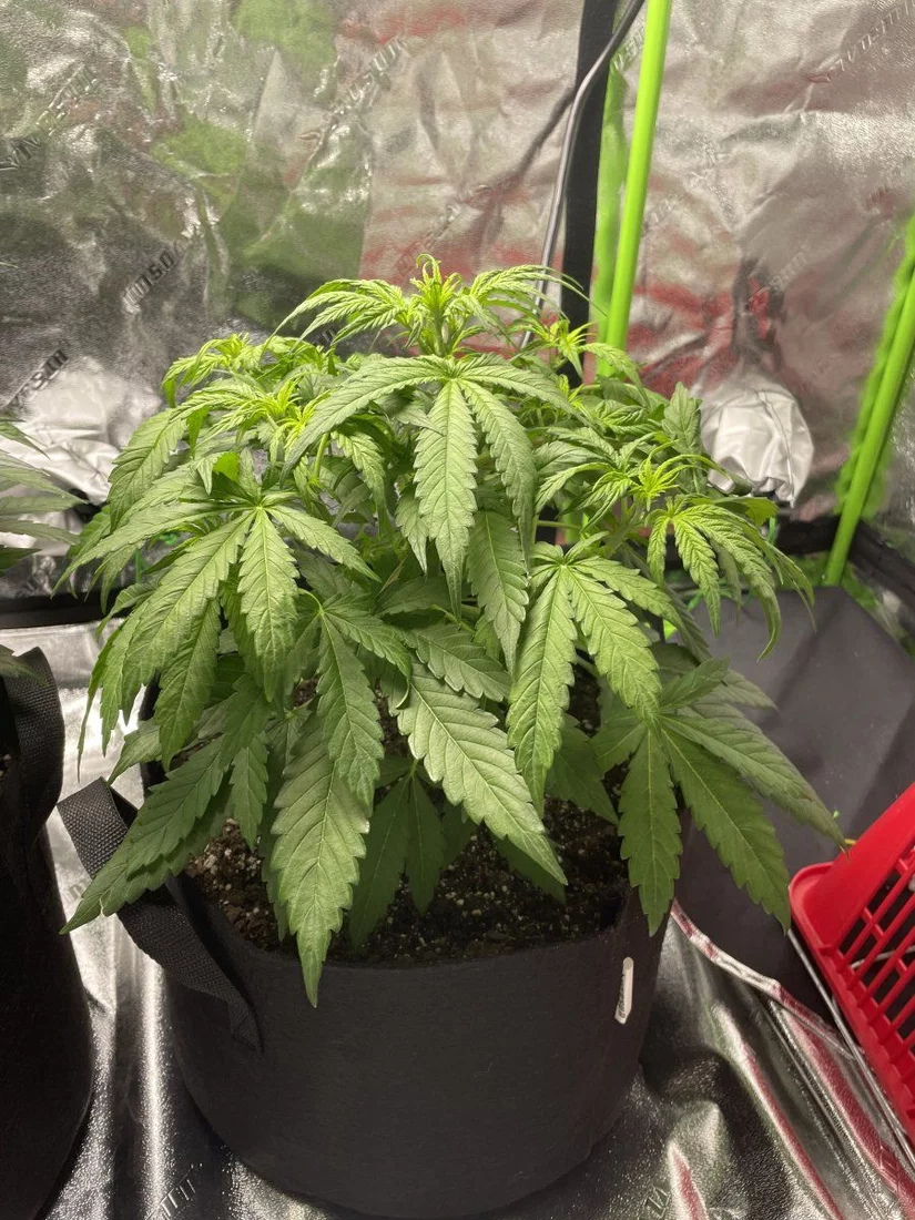 Indoor watering question for first grow