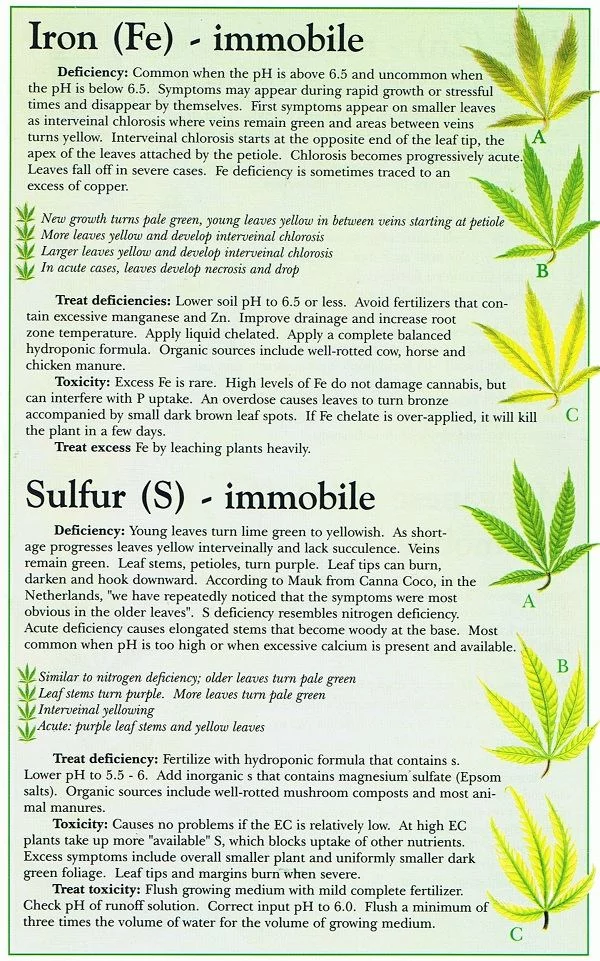 Iron fe sulfur s marijuana weed nutrient problem