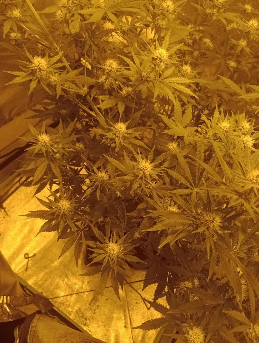 Is she underdeveloped for 4 weeks 3 days into flowering 2