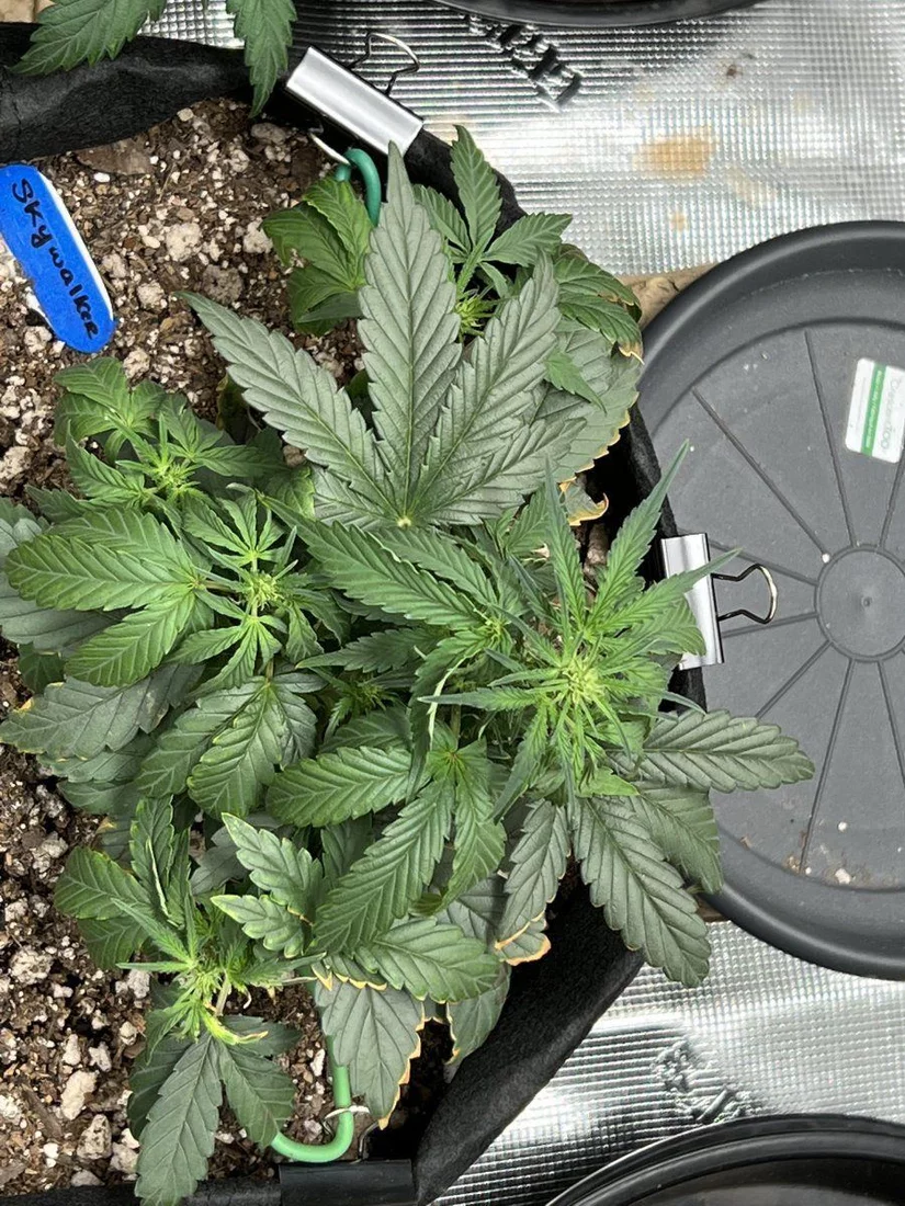 Is this a bad case of nute burnover watering 3