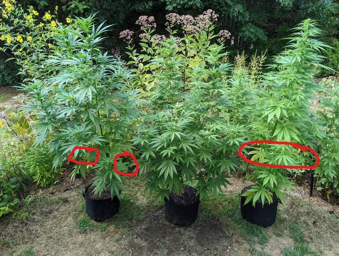 Is this amount of leaf drop normal for outdoor plants in 3rd week of flower 4