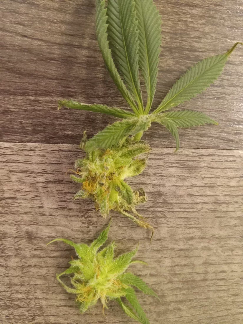 Is this bud rot or something 3