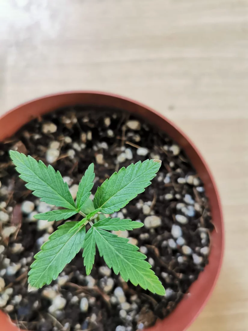 Is this nute burn lockout or deficiency 2