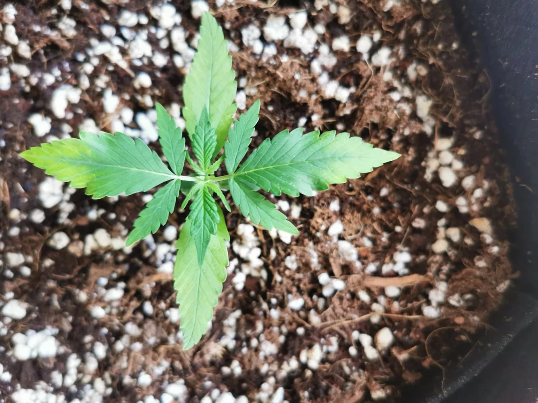 Is this nute burn lockout or deficiency