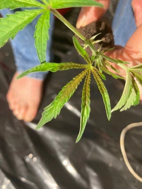 Is this nute burn or something else thanks