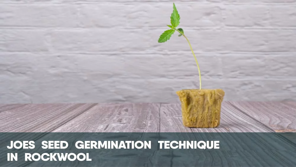 Joes cannabis seed germination technique in rockwool