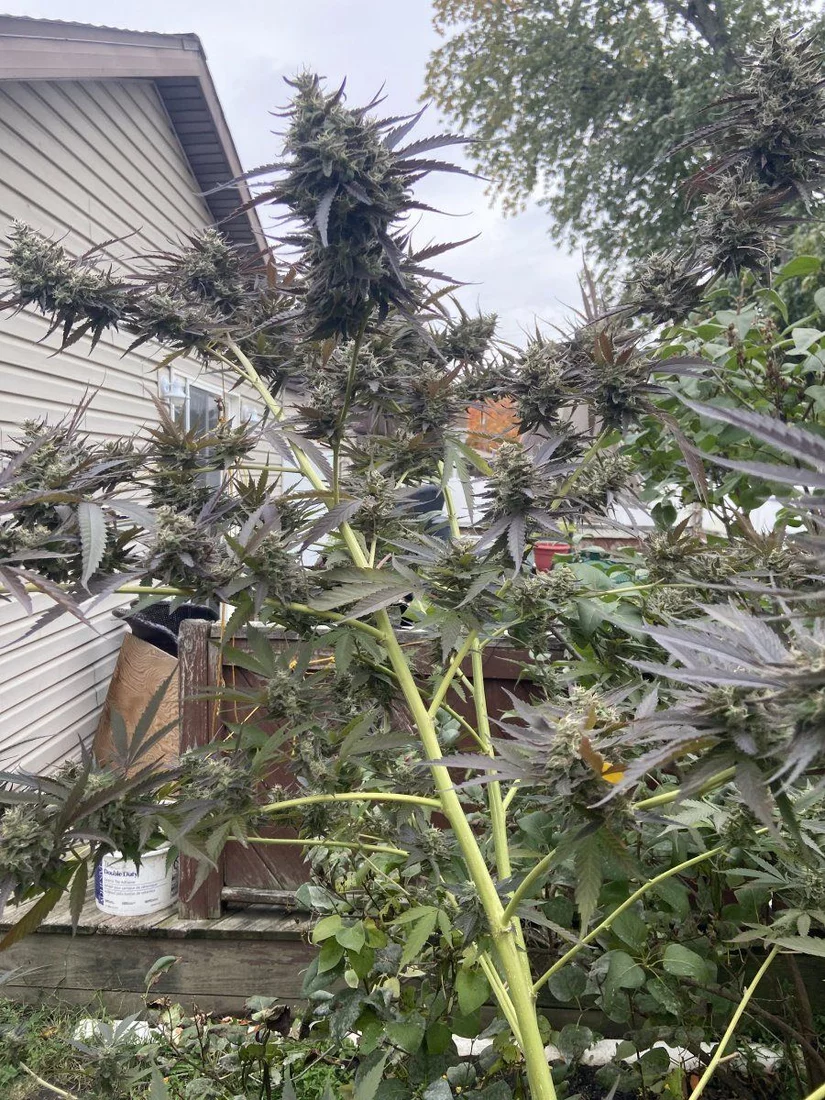 Last years outdoor harvest of mystery plants 2