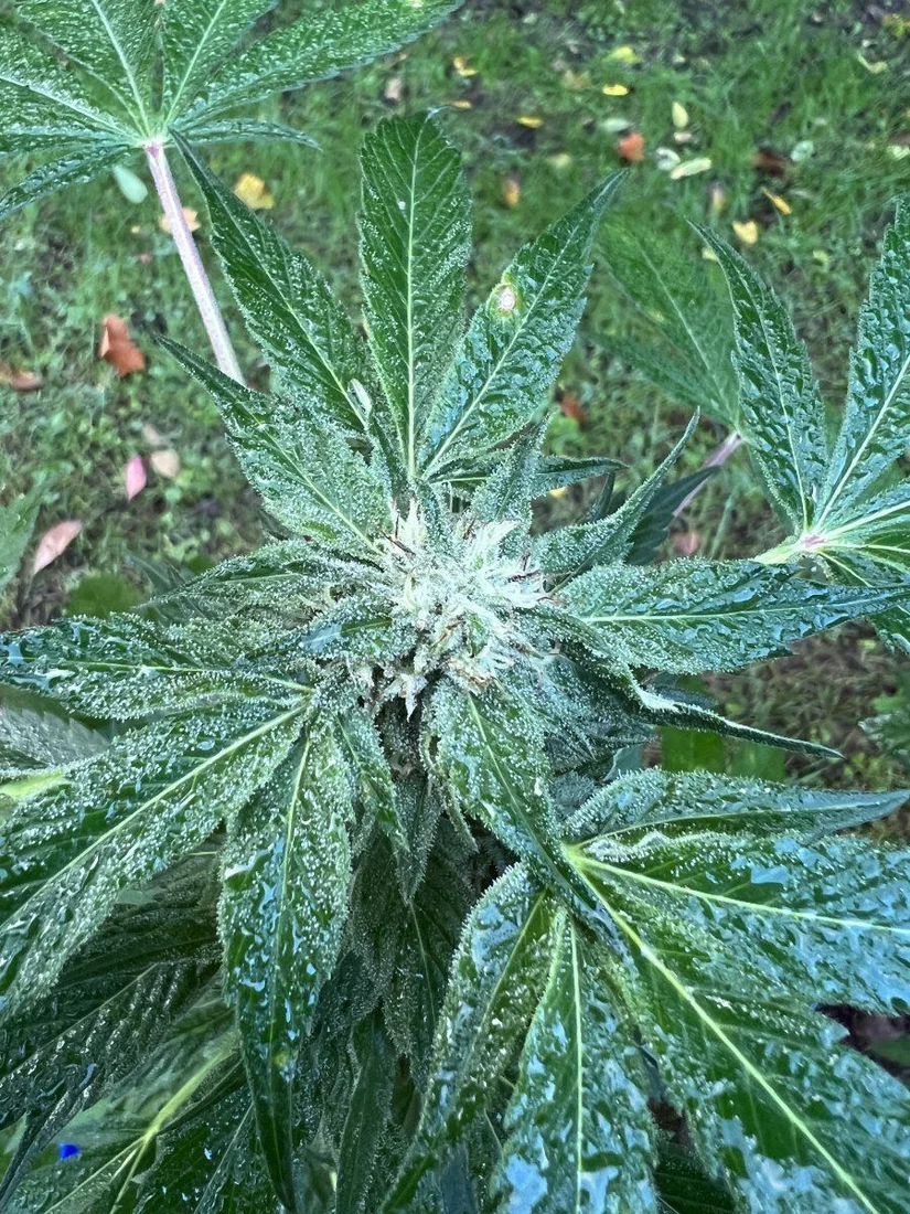 Late start this year but still frosty 5