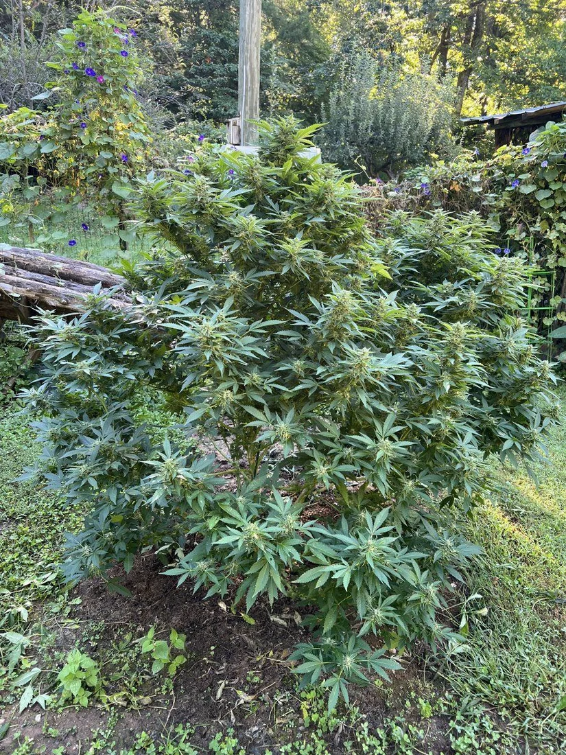Late start this year but still frosty 7