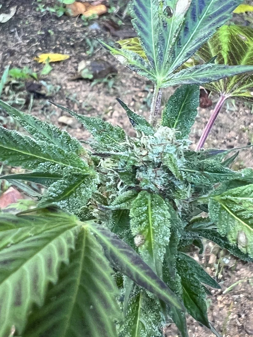 Late start this year but still frosty