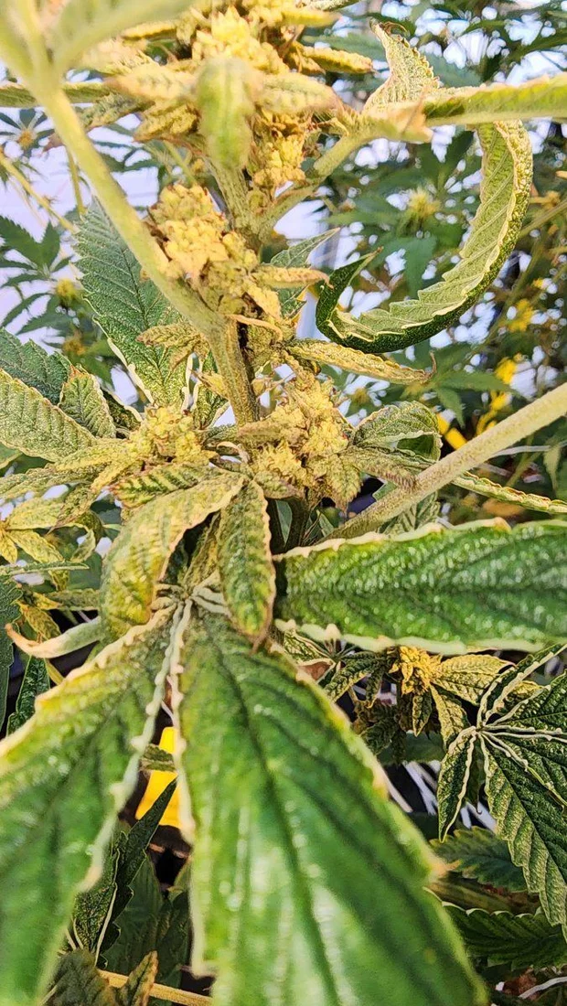 Leaf discoloration and curling near budsites 2