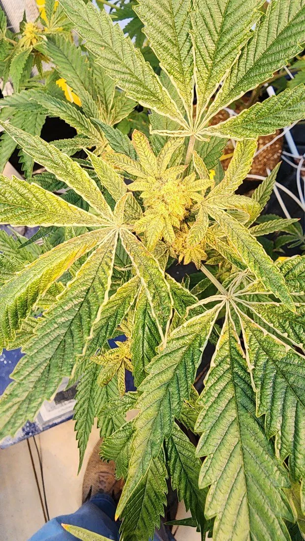 Leaf discoloration and curling near budsites