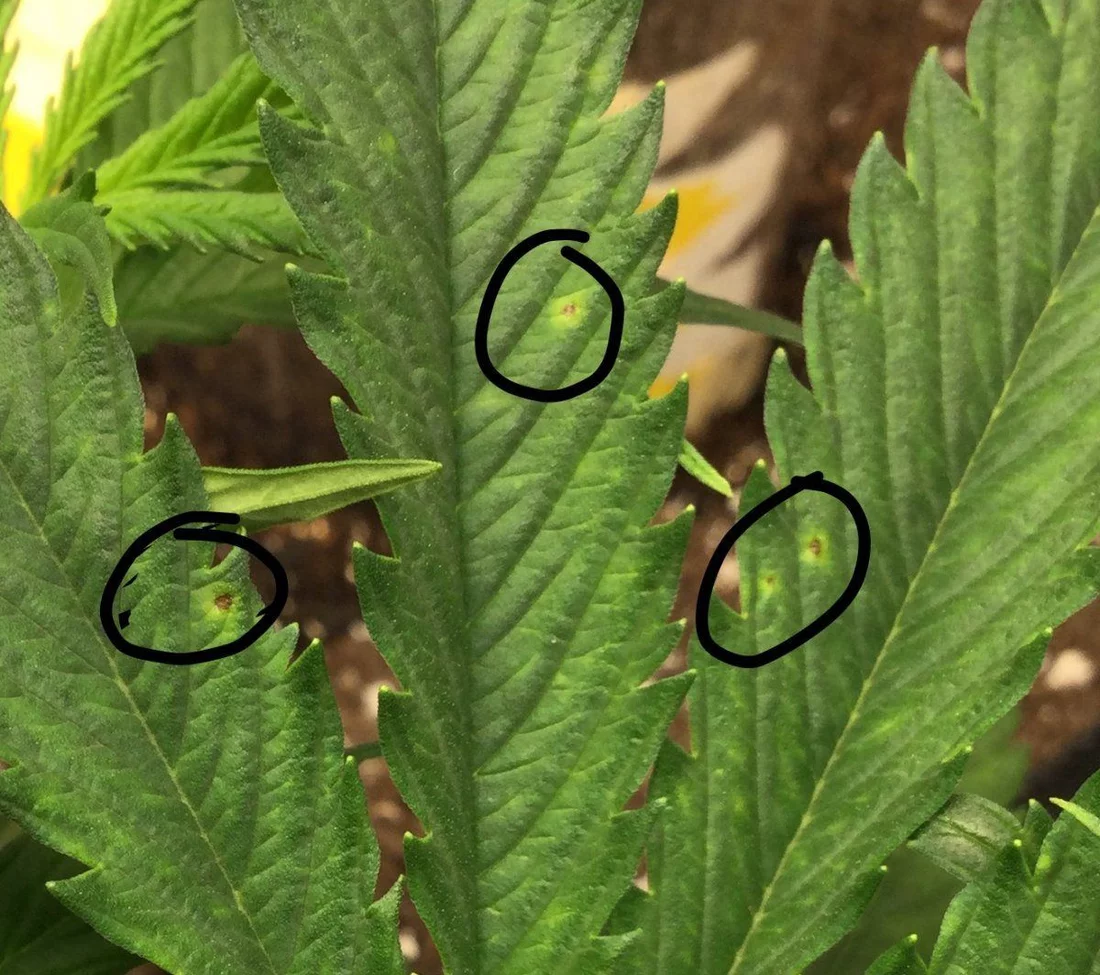 Leaf issues when going from veg to flower autos