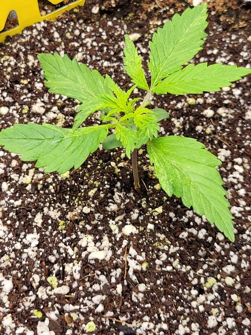 Looking for second thoughts on seedling