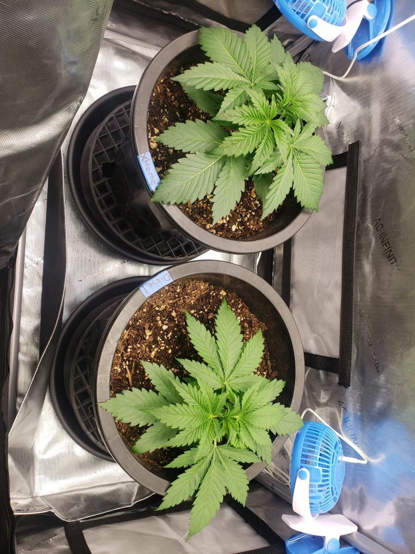 Lst with very tight nodes 4
