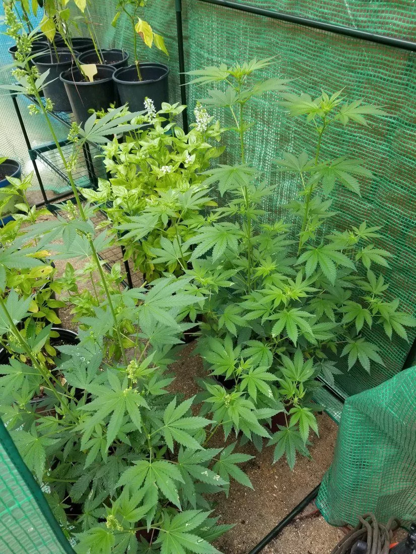 Male female gg4 greenhouse
