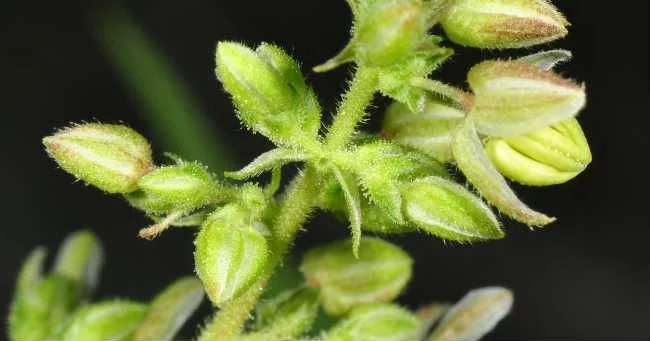 Male plant