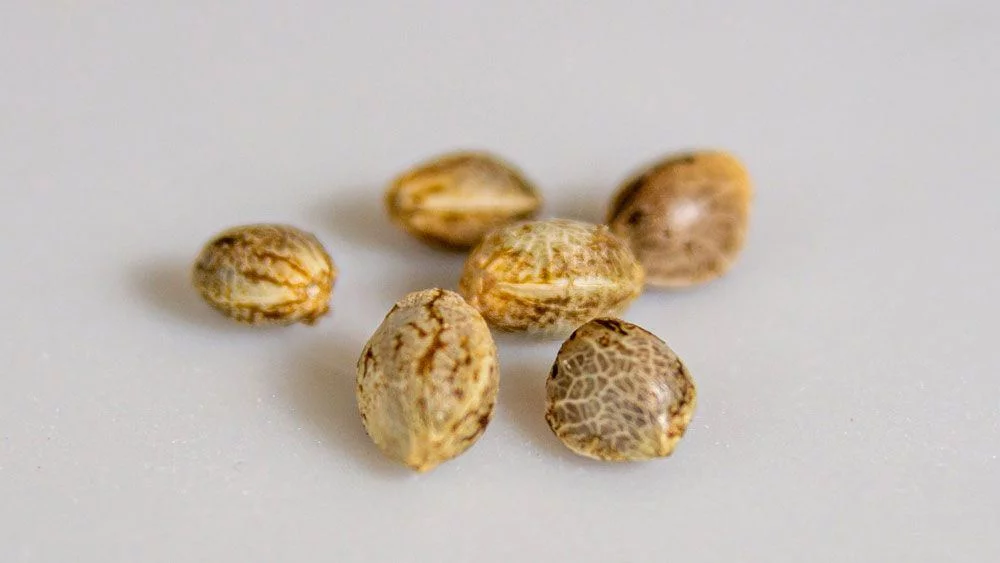 Marijuana cannabis weed seeds