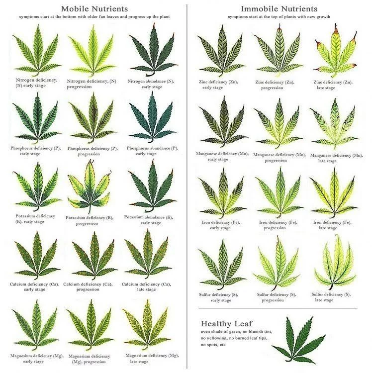 Marijuana deficiency chart 748x750