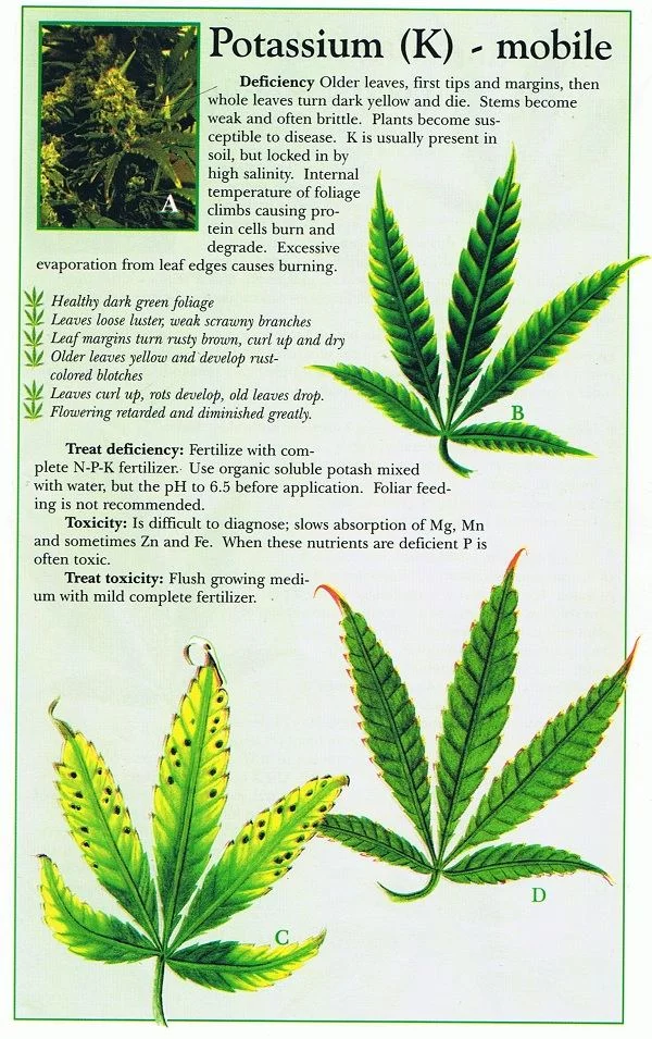 Marijuana weed nutrient potassium k problem