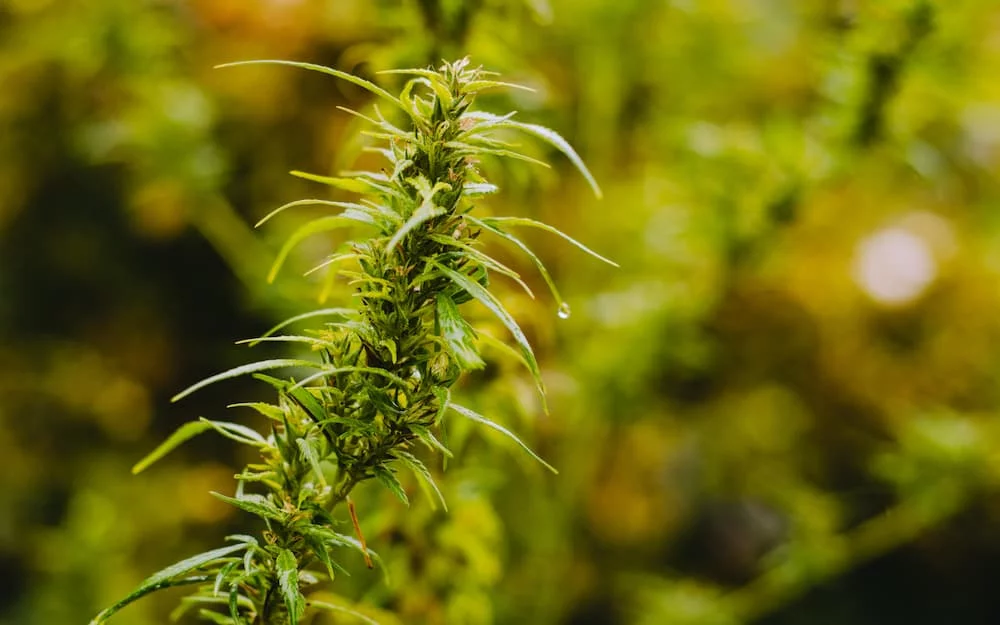 Marijuana what does sativa plant leaves look like