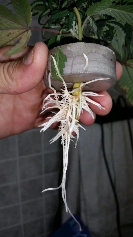 Massive roots root booster winner test 2