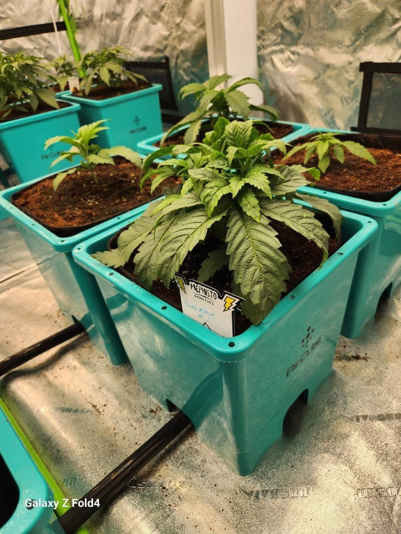 Mephistonightowl tent   8x8   5 different strains   first grow 13