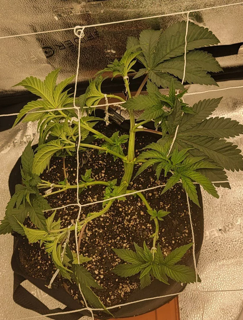 My 2nd grow is making me nervous but in a good way 2